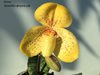 Paphiopedilum concolor x sib ('Wide Body' x 'Perfection') (Orchid Inn)